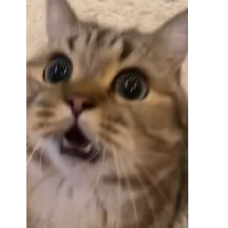 🐱