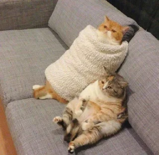 🐱