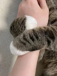 🌟