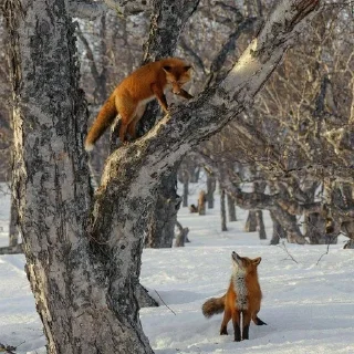 🦊
