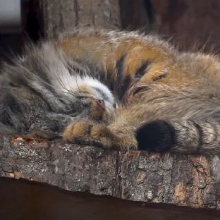 🐾