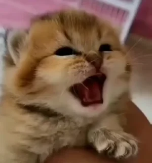 😡