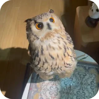 🦉