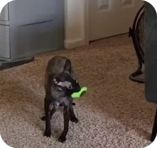 🌟