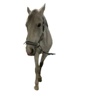 🐎