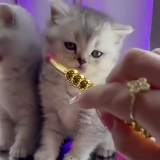 🐱