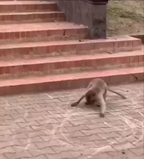 🤩