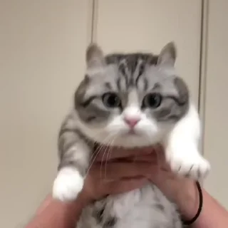 🐈