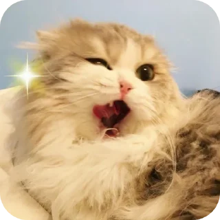 🐱