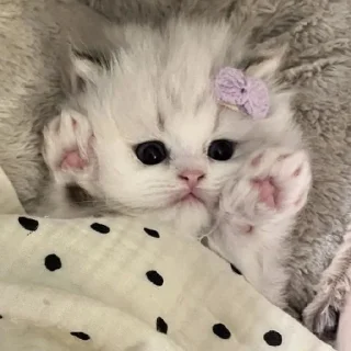 🐈
