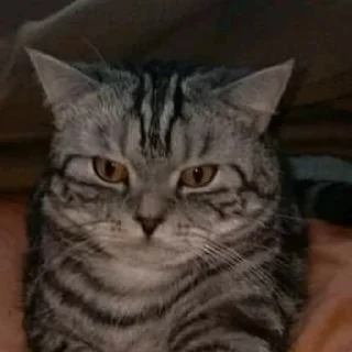 😡