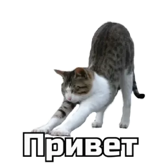 🙋‍♀️