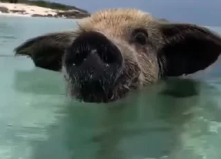 🐷