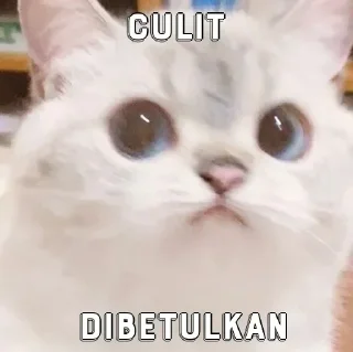 🐶