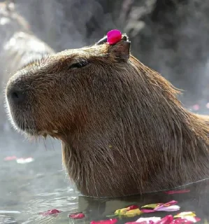 🐗
