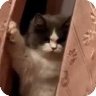 😾