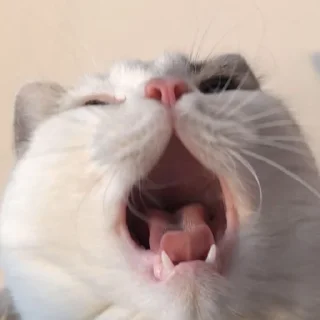 🥱