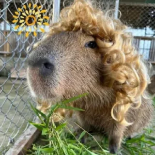 👩‍🦰