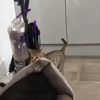 🐈