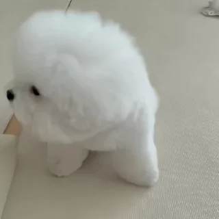 🐶