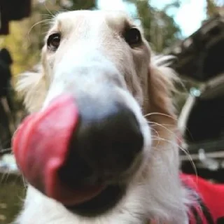 👅