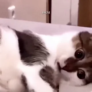 🐾