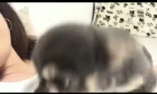 🐶