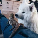 🐶