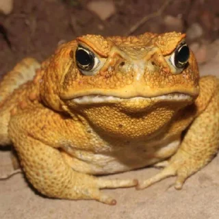 🐸