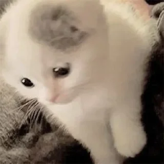 🐈