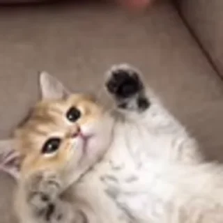 🐈‍⬛