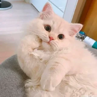 🐈