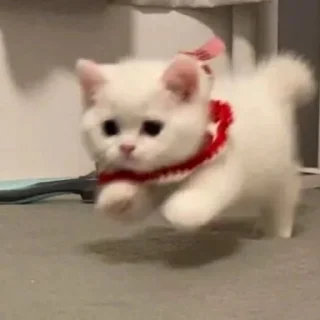 🏃‍♀️