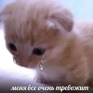 🐾