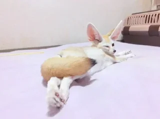 dogs @funny_stickers_robot