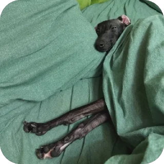 😴