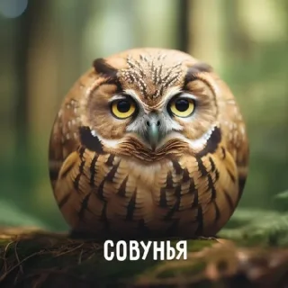 🦉