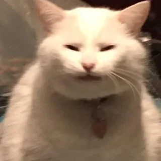 🐈