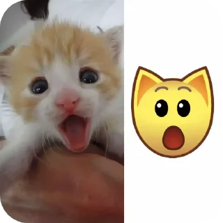 🐱