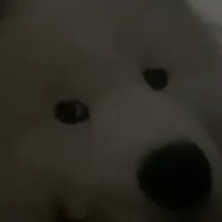 🤍