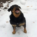 🐶