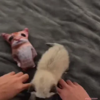 💃