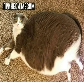 🤭