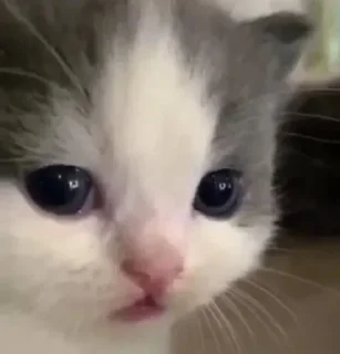 ♡ Котята ♡ :: @fStikBot