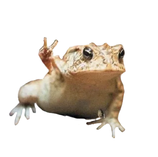 🐸