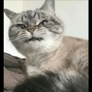 😼