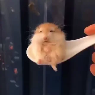 🐾