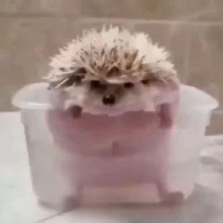 🦔