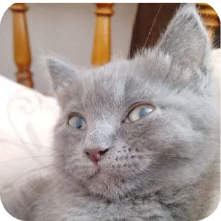 🐱