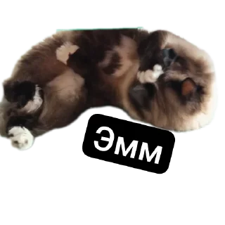 🐱